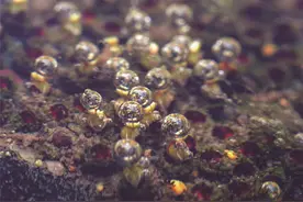 植物文化：传统文化教育的时代内容图片