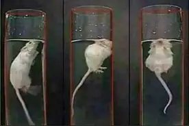 恶毒的动物实验：把老鼠丢进装满水的光滑桶里能活多久？图片