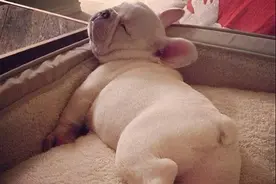 当主人睡着后，狗狗会做这6件事，很多人还不了解图片