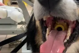 玩具球卡喉咙　牧羊犬险死图片