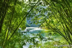 古诗词里竹枝青青图片