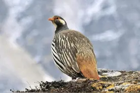 世界上最不怕冷的3种动物，第2种很多人都熟悉，第3种冻不死图片