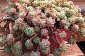 1种多肉植物，漂亮又好养，很容易养爆盆图片