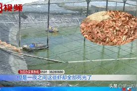 人为投毒？65万虾苗一夜间全死光，水质检测一波三折图片