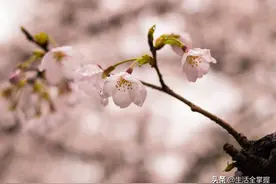 武大樱花背后的历史前缘，真的是“耻辱”之花吗？图片