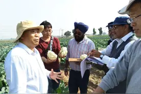 “死磕”一粒种子，让花菜拥有世界一流的“中国芯”图片