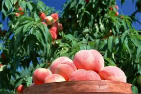 桃子——植物中的尤物，为何频繁出现在"接地气"的民间文化中？图片