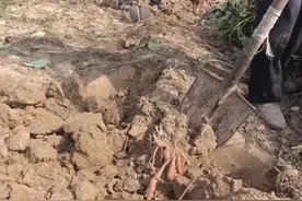 红薯挖早了，个头小，产量低，啥时候收获最好？农户别做错图片