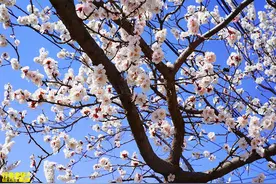 看樱花不用去日本，中国樱花才是日本樱花的“始祖”图片