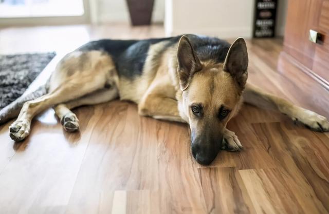 资深铲屎官都不一定知道的，“狗味”去除法