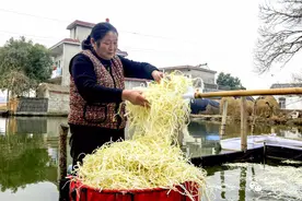 安徽农民土墙倒塌盖芹菜，15天后刨土变“豆芽”，一斤卖10块图片