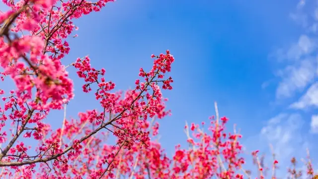 三月樱花开！9首樱花诗词，共赏诗意春天