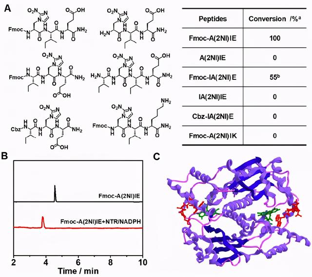 南开余志林JACS一种新型氨基酸多肽的乏氧响应组装及肿瘤荧光成像