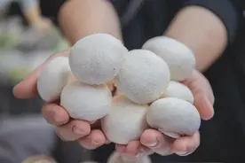 重庆妹儿冬日变美大作战！种草“菇中白富美”，让你一键美颜图片