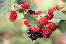 农村野果树莓，许多80、90后小时候都吃过，种它来赚钱还不错！图片