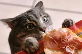 如果猫咪经常吃这5种食物，它的寿命正在一步一步减少！图片