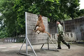 大练兵丨又酷又萌！来看警犬的酷暑实战训练图片