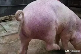 仔猪全身发红怎么办图片
