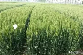 小麦最晚播期是啥时间？我来告诉你图片