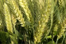 强筋小麦需求量大，这几个强筋小麦品种，产量高效益好图片