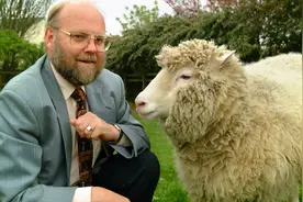 人类胚胎，可以在猪或其他哺乳动物的子宫中，完成发育并生产吗？图片