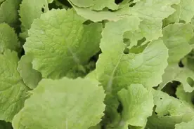 秋季白菜刚出苗，青虫蚂蚁危害大？注意2点，防治效果好图片