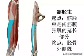 「收藏」膝关节3D全彩解剖图谱，肌肉起止点和滑囊解剖图片