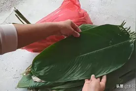 种柊叶可带来多次收入！选好土地是关键，用根茎种植，一株长多株图片