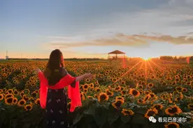 八月河套，葵花成海图片