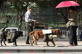 母狗驮着狗娃每天走十公里，看到背上写的字，有人哭了，有人笑了图片