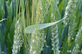 小麦扬花期，到底能不能打药浇水？图片