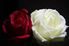 《红玫瑰与白玫瑰》：孟烟鹂的婚外情，给多少男人警醒图片