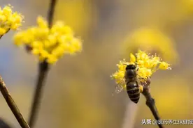 重阳佳节话茱萸图片