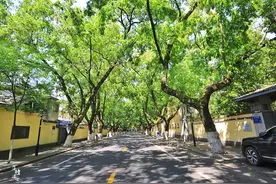 南京的夏天随处可见“爱情隧道”，众多民国建筑，仿佛回到了民国图片