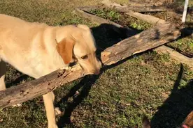 拉布拉多为报养育之恩，每天外出捡东西，女主人既感动又好笑图片