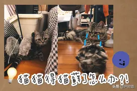 【铲屎官知识】猫猫得猫藓了怎么办？别慌！图片