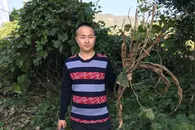 有一种可以吃的虫子，城里人花多少钱都吃不到，在农村遍地都是视频封面