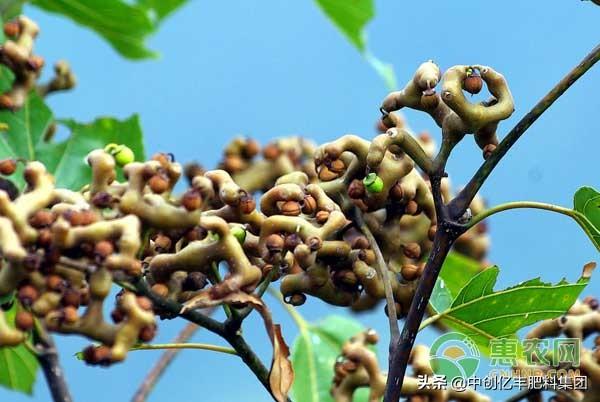 拐枣种植多久能结果？怎么管理结果多？