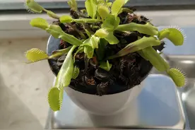 秋天了，捕蝇草不好养了图片