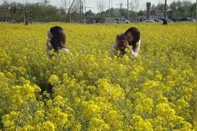 北京又一处赏花打卡景区，大兴瀛海油菜花，免门票和停车费图片