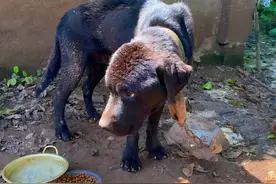 拉布拉多被安排看猪圈，瘦成排骨也没人问：谁能来帮帮我？图片