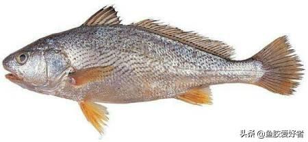 蝴蝶花胶怎么样 蝴蝶花胶的功效和作用