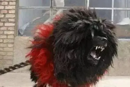 世界仅存一只！将灭绝的藏獒之王“鬼獒王”
