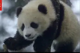 萌翻啦！大熊猫雪地刨坑喝水醉氧到犯困图片