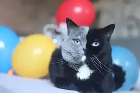 世界上最罕见的双面猫图片