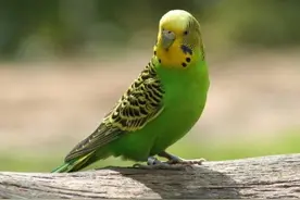 虎皮鹦鹉有多少个品种，附图片对比，看完刷新你的认知图片