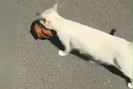 女子把烧鸡给猫咪吃，猫咪叼着就跑开，跟上去看到心酸一幕图片