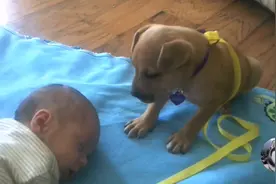 小狗被人收留，第二天就开始“工作”，困到打瞌睡还在坚持图片