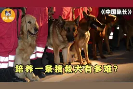 成为搜救犬有多难？爬障碍、钻废墟，每天训练8小时！纪录片图片