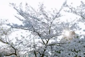 擅长倾听，而且守得住秘密的星座女，称得上是“知心姐姐”图片